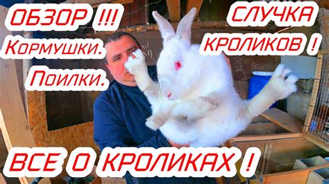 Почему сны о мрачных кроликах вызывают тревогу: психологическая интерпретация
