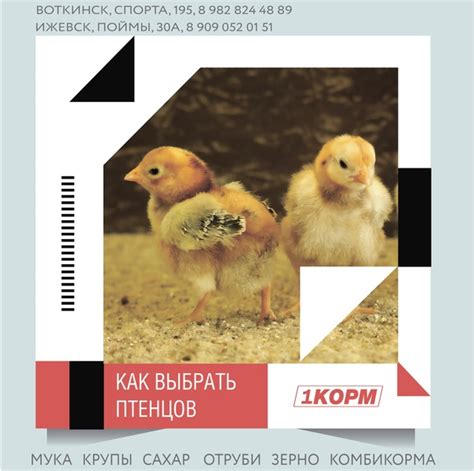 Почему создание самодельного устройства для разведения птенцов - выгодное вложение ресурсов