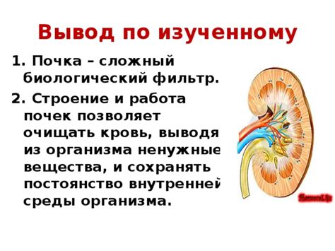 Почка как фильтр организма