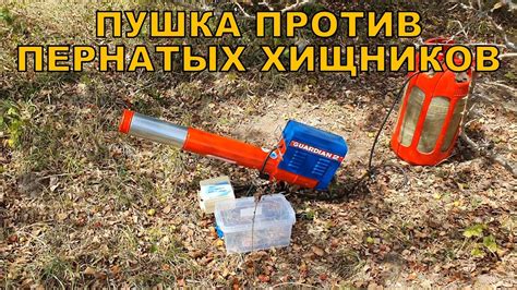 Пошаговая инструкция по созданию эффективного загона для отпугивания пернатых пустынников