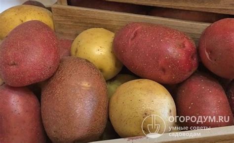 По окраске кожуры