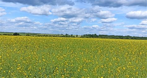 Правила и рекомендации применения Иберогаста