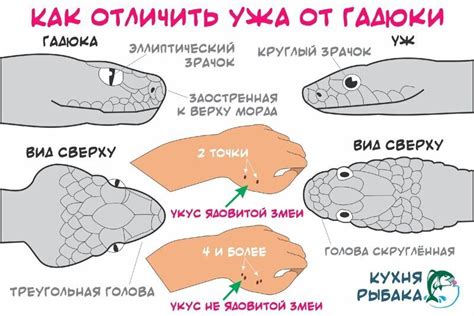 Правильная техника перевязывания после укуса ядовитой змеи