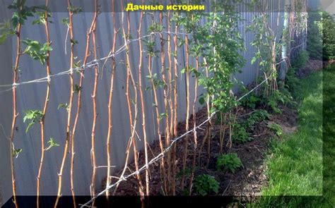 Правильное снятие шпалер в конце сезона огурцоводства