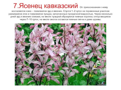 Практические советы по уходу за пухом фазана