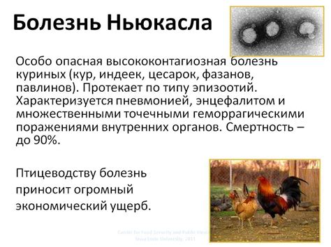 Превентивные меры для предупреждения образования патологического нароста у домашних птиц