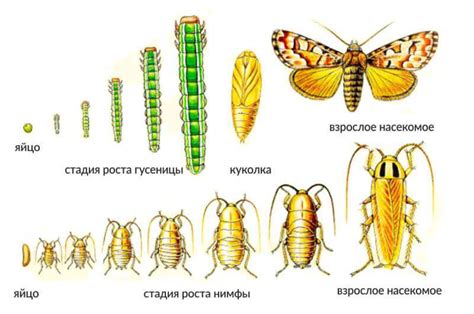 Превращение личинки в куколку: загадочная трансформация