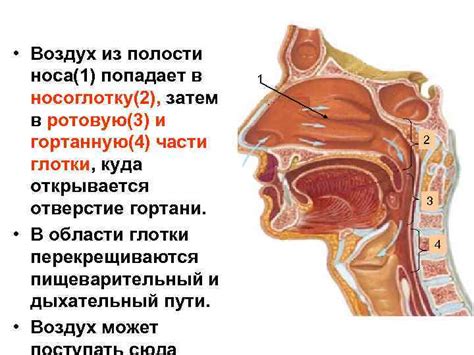 Предупреждение поступления пищи в носоглотку: полезные советы и рекомендации