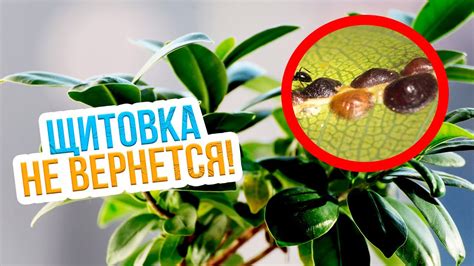 Предупреждение появления вредителей на растениях - необходимое условие для сохранения урожая