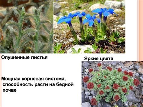 Преимущества адаптивности и способы приспособления к окружающей среде