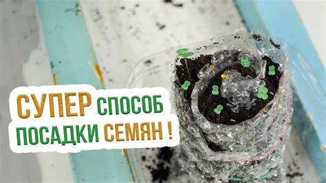 Преимущества использования рассады для посадки