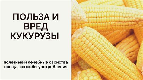 Преимущества нашей культуры: полезные свойства одного великолепного овоща