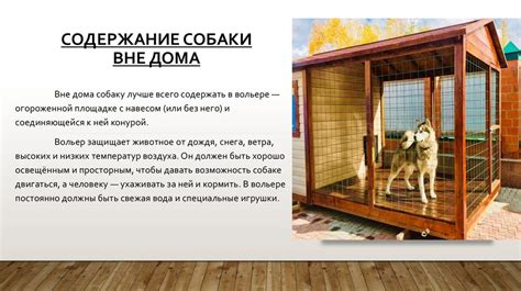 Преодоление уставшей собаки вне дома