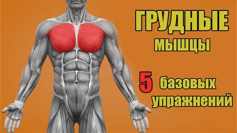 Приемы массажа для развития грудных мышц и увеличения их объема