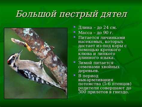 Признаки наличия дятла внутри жилища