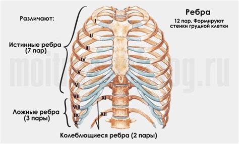 Признаки перелома ребра и способы содействия