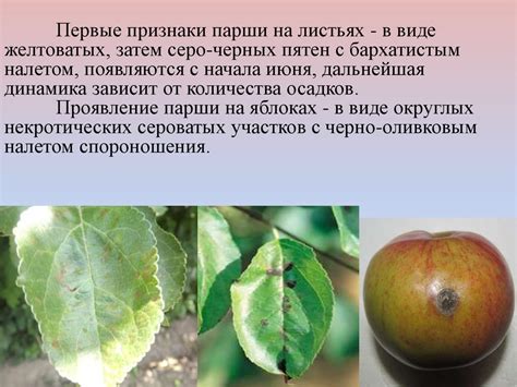 Признак спелости: наличие желтоватых пятен на коре