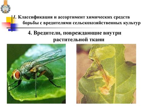 Применение и рецепты самодельных средств для борьбы с вредителями растений
