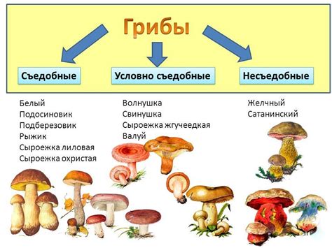 Применение системы классификации грибов в инструментах для повышения эффективности
