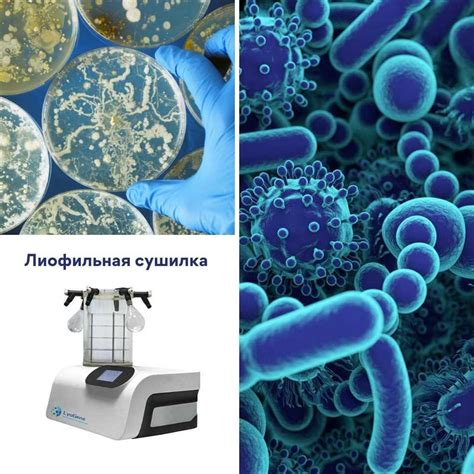 Применение целых чисел в микробиологии: использование для измерения массы и объема