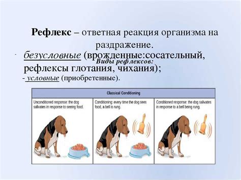 Примеры врожденных реакций: отражение без всяких сомнений