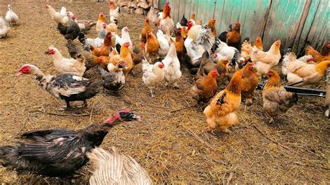 Примеры практики: удачные истории фермеров, увеличивших продуктивность яиц своих домашних птиц