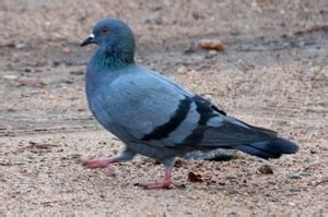 Примета, связанная со знаком голубя в подъезде