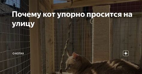 Принцессы о котах: почему они не уделяют внимания мышиным мнениям о себе