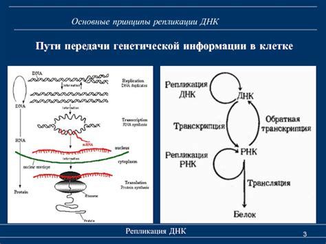 Принципы передачи генетической информации в различных организмах