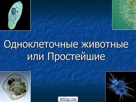 Принципы размножения простейших организмов