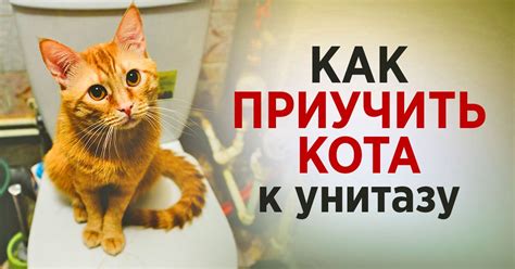 Приобщайте кота к новому окружению шаг за шагом