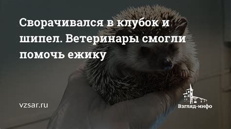 Причины, погода, пища и комфорт: зачем ежику устраиваться в жилых помещениях