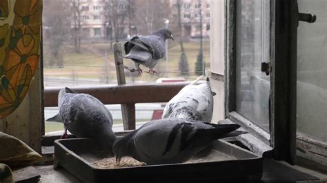 Причины, по которым голуби предпочитают нежиться на балконах
