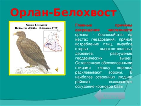 Причины гнездования в городах
