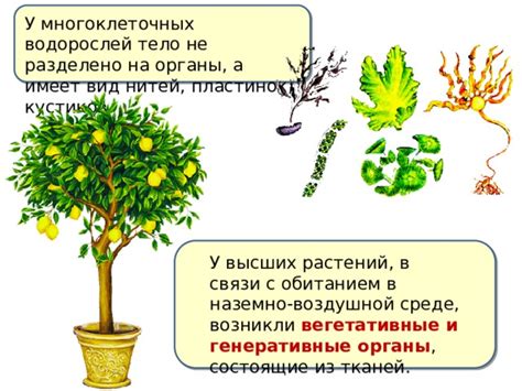 Причины деколорации фолиаторных пластинок у растений