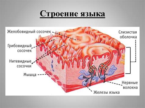Причины и возможные последствия повреждения слизистой оболочки языка