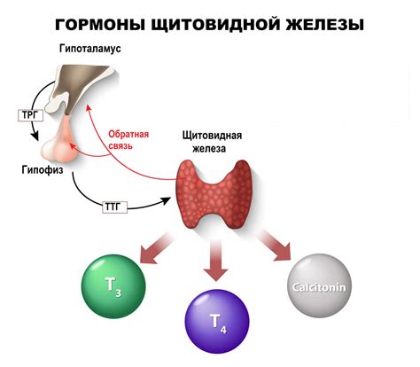 Причины и последствия снижения уровня гормона щитовидной железы у женщин