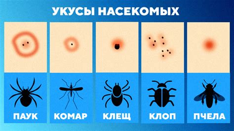 Причины облизывания капель, оставшихся от насекомых, и их связь с возможными проблемами