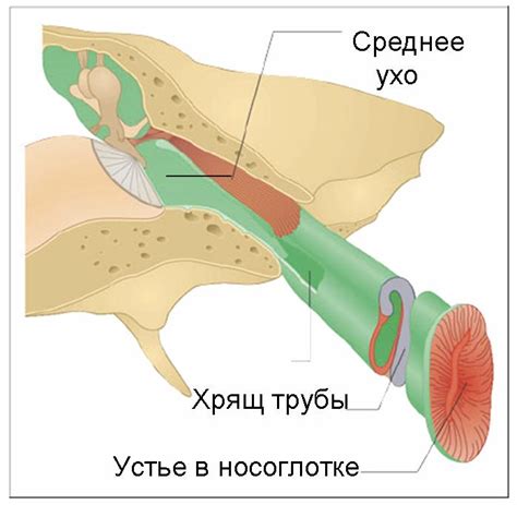 Причины образования сернистых отложений в слуховом канале