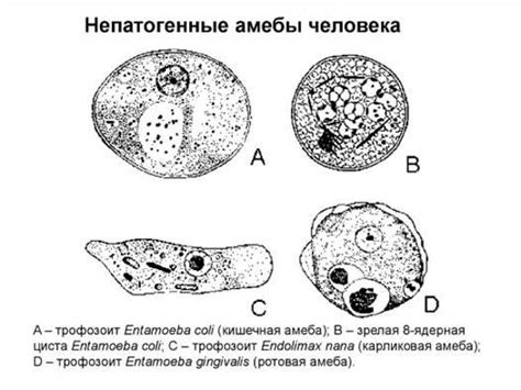 Причины появления микроорганизма Entamoeba coli у младенцев и детей