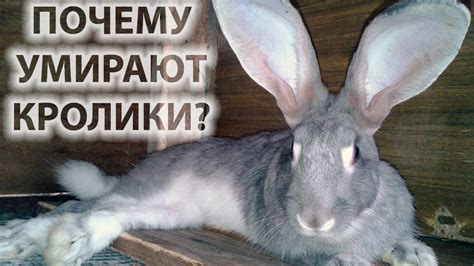 Причины превращения кролика в агрессора