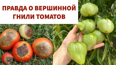 Причины развития гнили