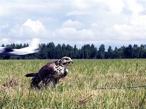 Причины столкновения птицы с остеклененной поверхностью