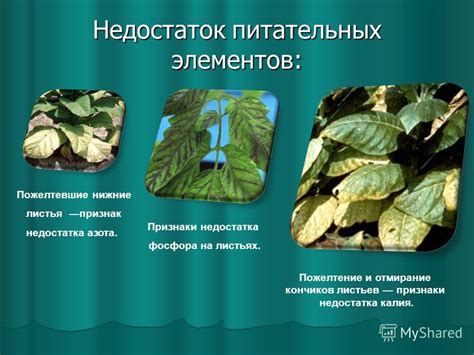 Проблема сохнущих и опадающих листьев гардении: недостаток акцента на избыток влаги