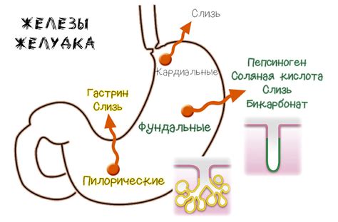 Проблемы с слизистой оболочкой желудка как источник рвоты