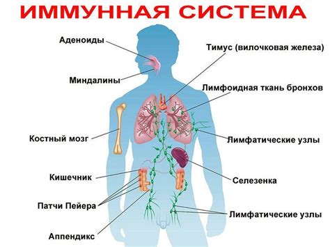 Проблемы с функцией органов внутренних систем