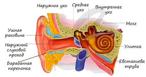 Проводимые нарушения в функциональности слухового органа