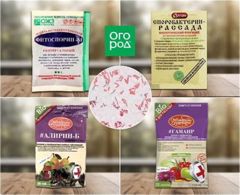 Профессиональные средства для освежения самовара