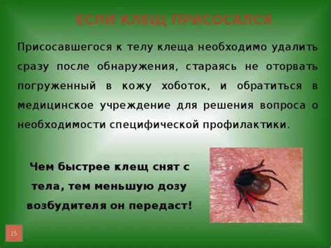 Профилактика анизакидоза: как избежать заражения