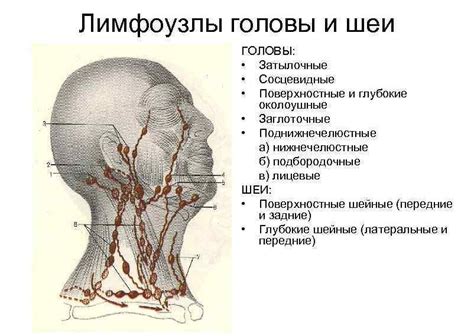 Профилактика заболевания лимфатических узлов головы и шеи
